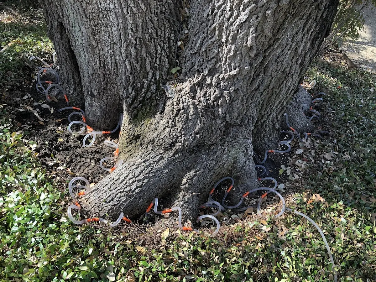 Detailed Tree Cabling and Bracing job site in Olga